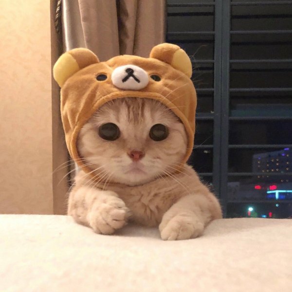 Кот в шапке