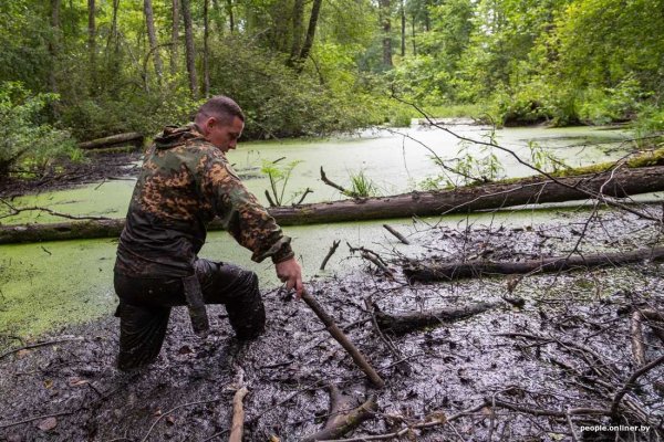 Болото Тина трясина