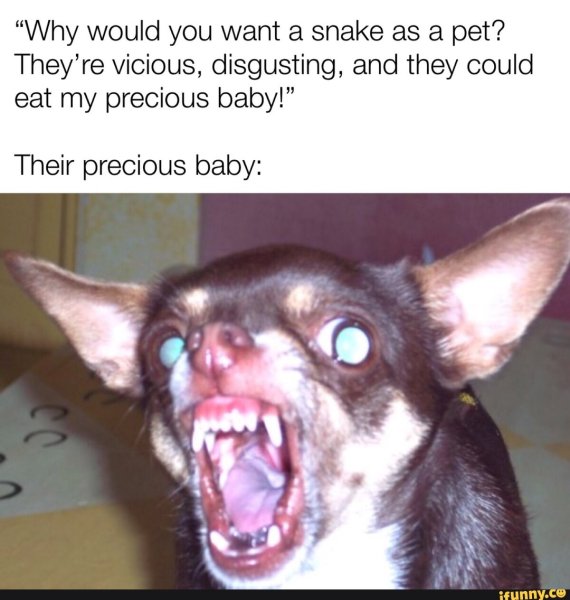 Псина чихуахуа злая