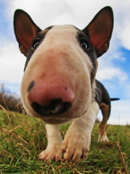 Собаки с большими носами