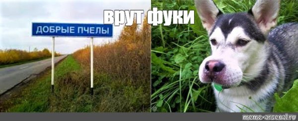 Хаски укусила пчела