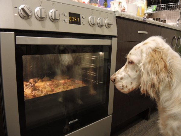 Пес готовит