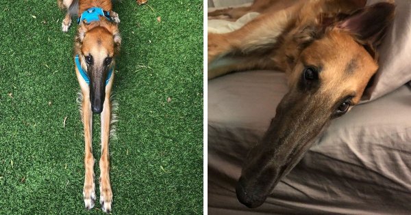 Собака с длинным носом