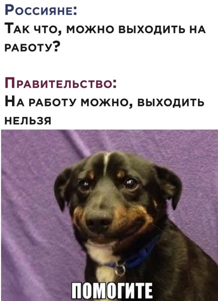 Мемы с собаками