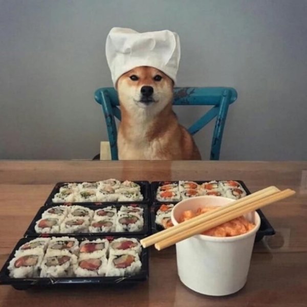 Собака с роллами