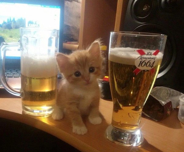 Кот лакает пиво