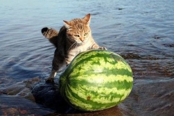 Кот из арбуза
