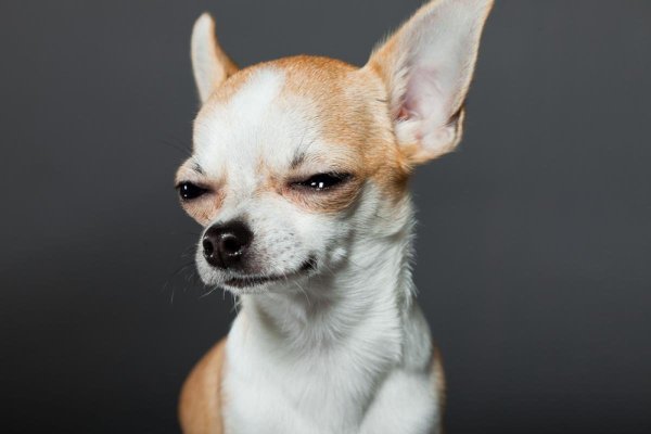 Собака чихуа злая