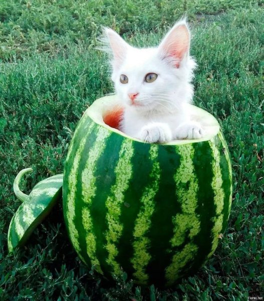 Котик с арбузом