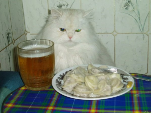 Кот пельмень
