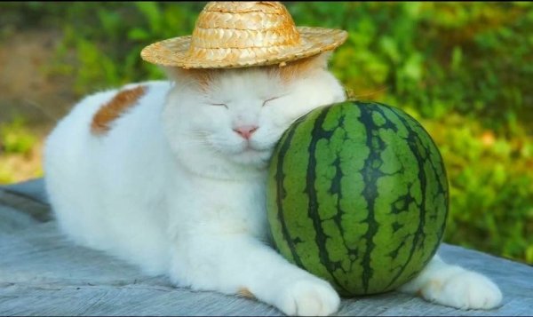 Кот на арбузе