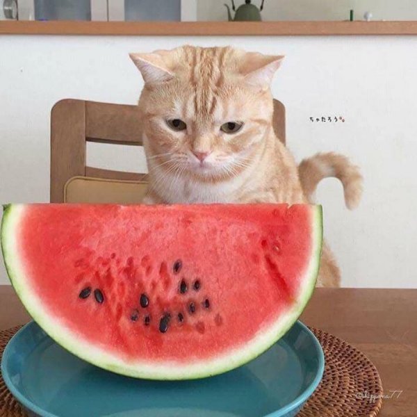 Watermelon Мем