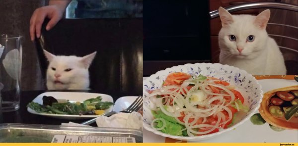 Кот из мема с салатом