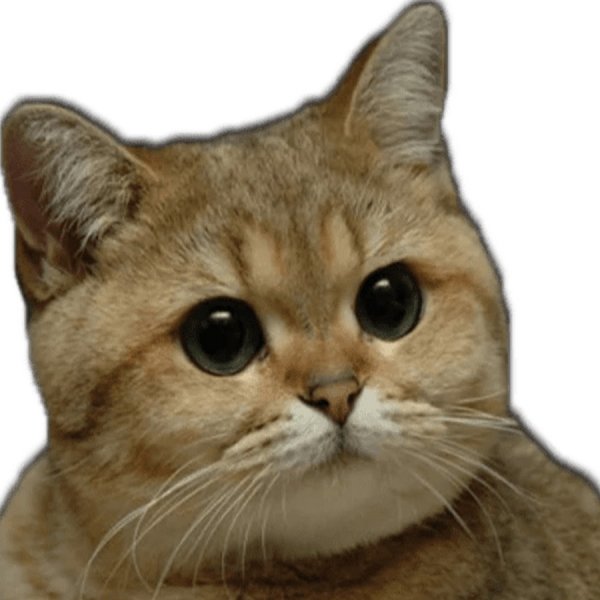 Кот Пидрила