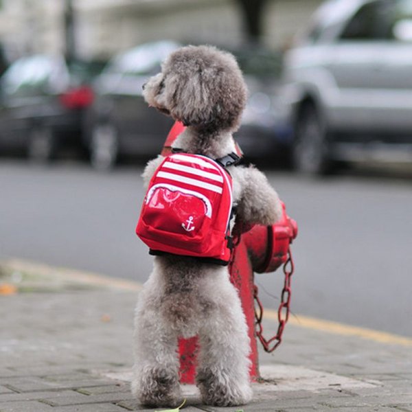 Пес с сумкой