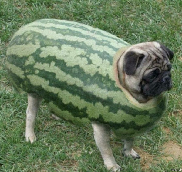 Собака с арбузом на голове