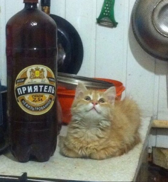 Кот с пивом