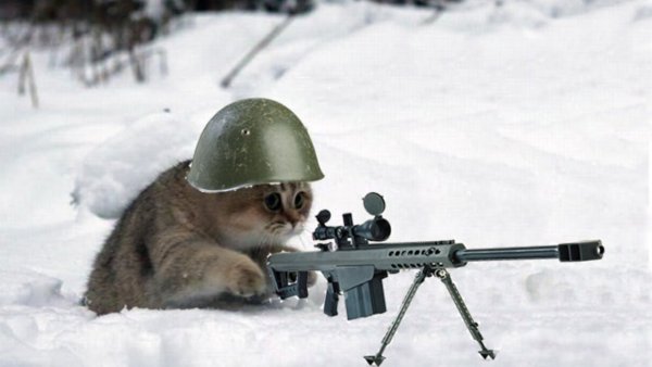 Кот со снайперской
