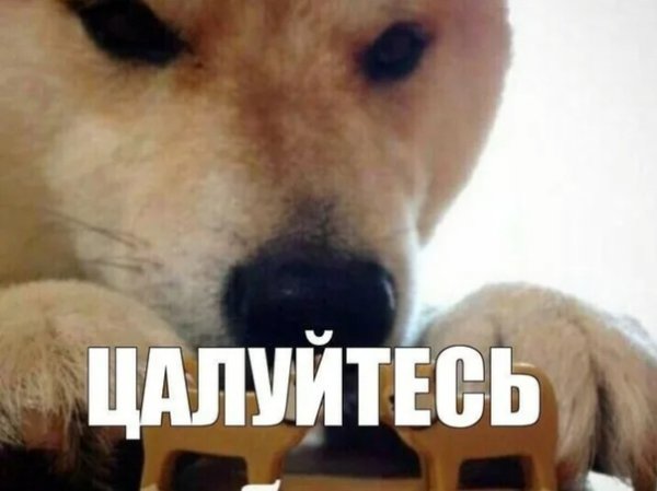 Собака целуйтесь