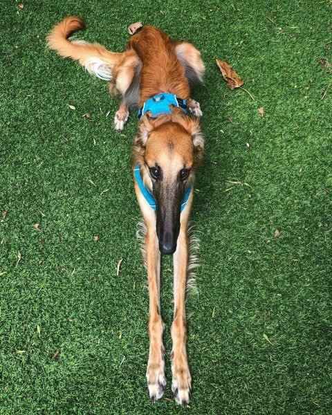 Русская псовая борзая с длинным носом