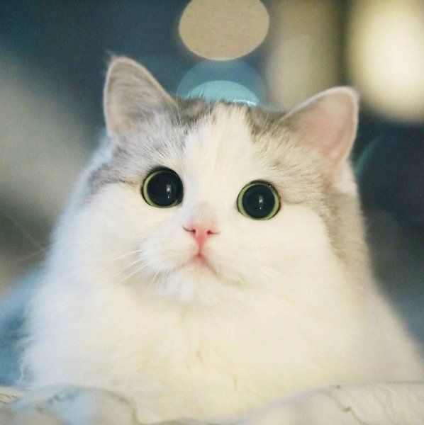 Няшные котики