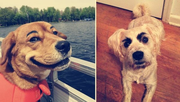 Собака с бровями Мем