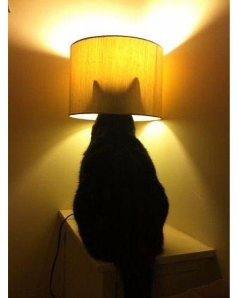 Котик с лампой