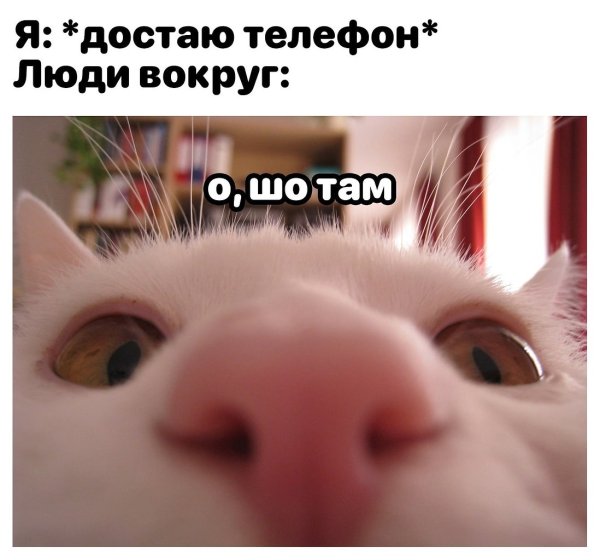 Кот заглядывает в камеру