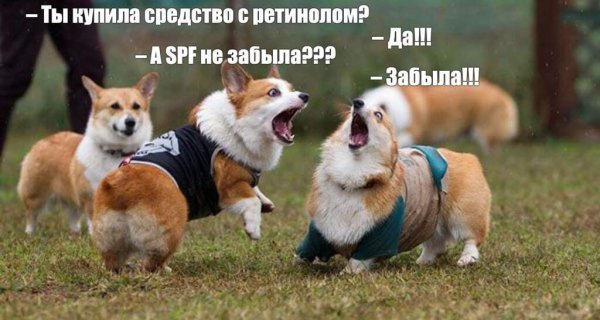 Мемы с собаками с надписями