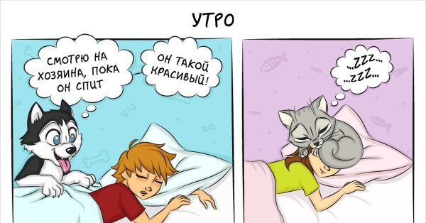 Кошатники и собачники