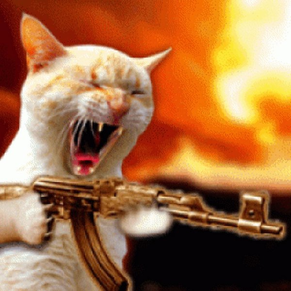 Кот стреляет