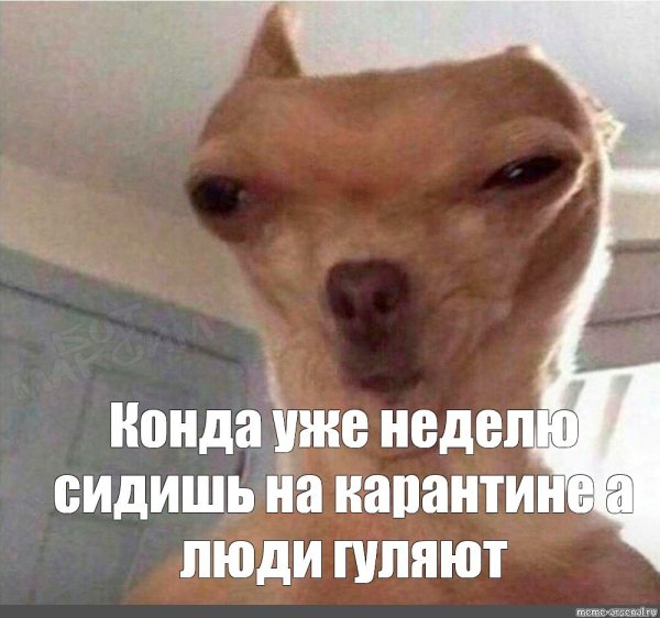 Мемы с собаками