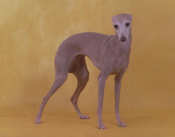 Левретка хохлатая