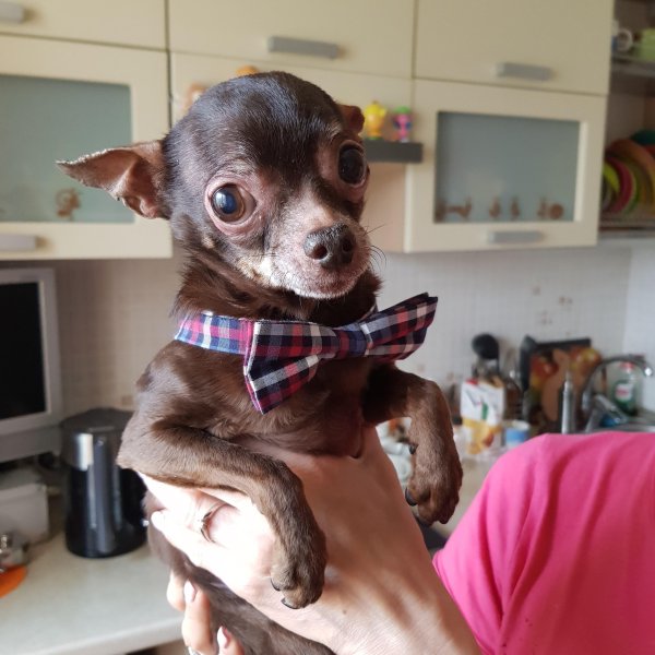 Чихуахуа карманная бесшерстная