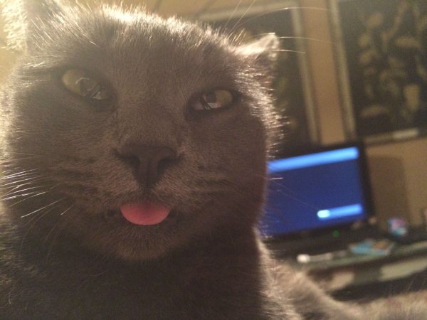 Кот близко к камере