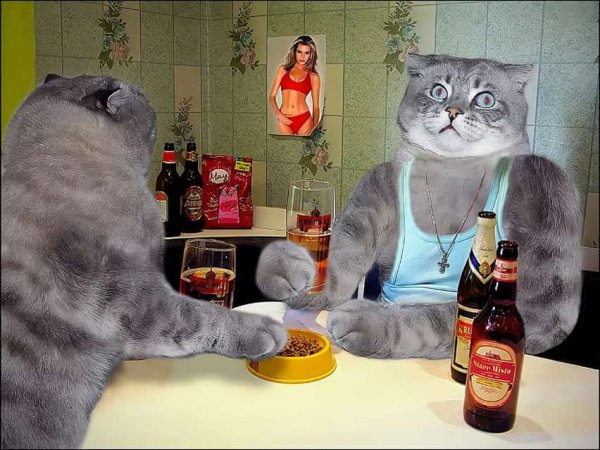 Котик с пивом