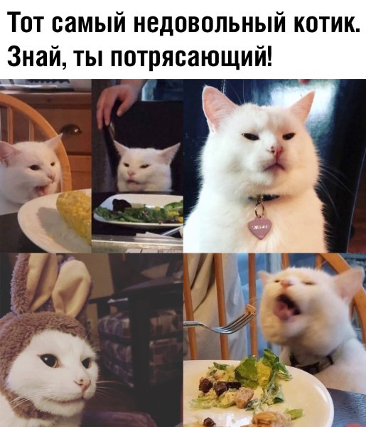 Недовольный кот за столо