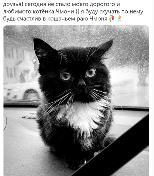 Чмоня котик Мем