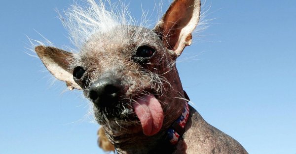 Китайская хохлатая Сэм