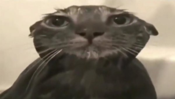 Кот Мем сморти в камеру