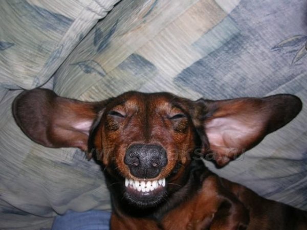 Страшная такса