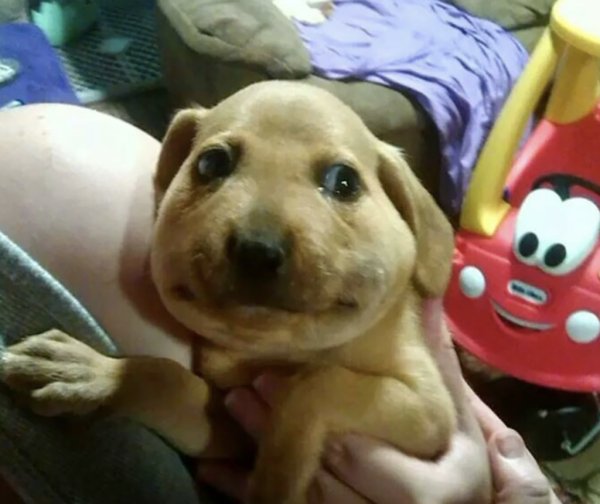 Пса укусила пчела