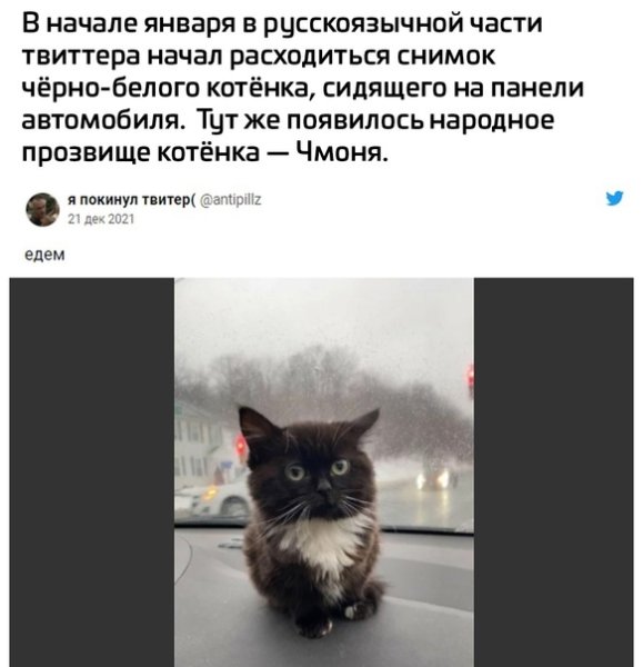 Чмоня 100 кот Мем