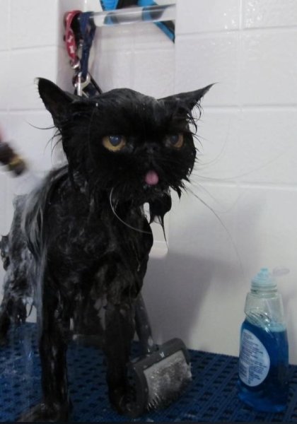 Черный облезлый кот