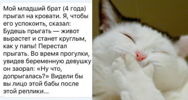 Довольная кошка