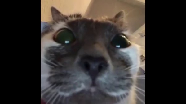 Котик с камерой