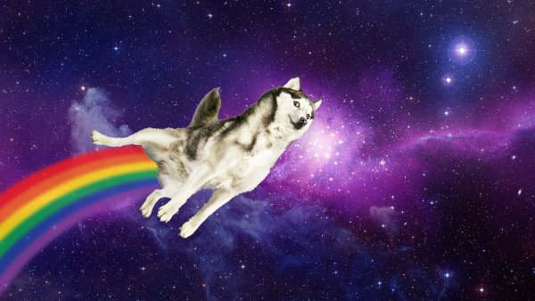 Собака на фоне космоса