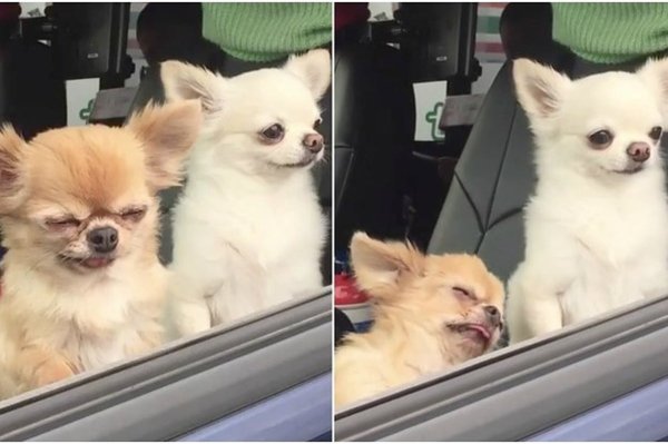 Чихуахуа проснулся