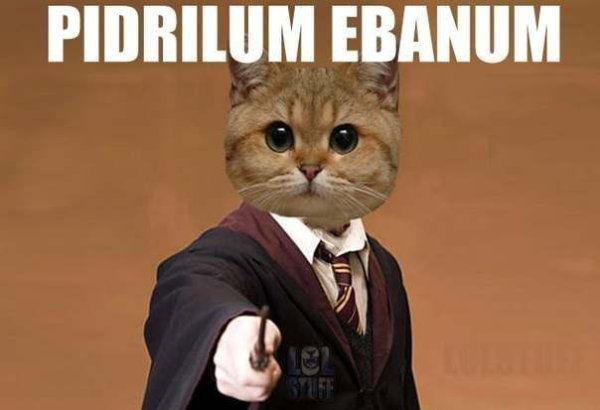 Кот Пидрила