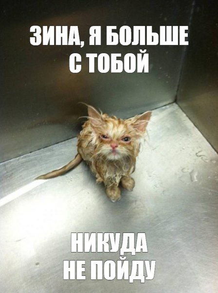 Кот Мем